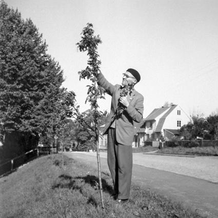 Stadsträdgårdsmästare Gunnar Odenberger inspekterar träd i Ronneby, 1956.